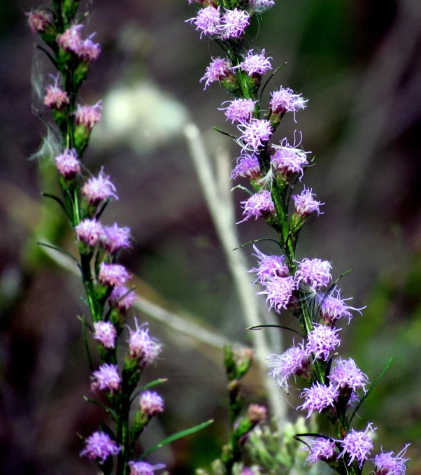 pink flowers and green leaves are in a field