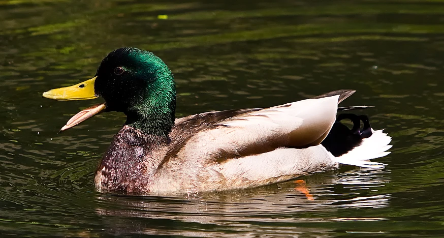 a mallard duck swims on a pond