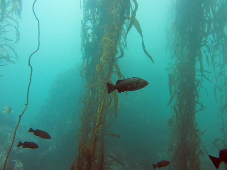 a large group of fish swimming in some water