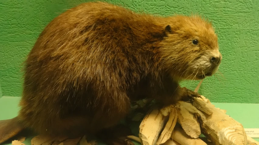 an animal on display in a museum exhibit