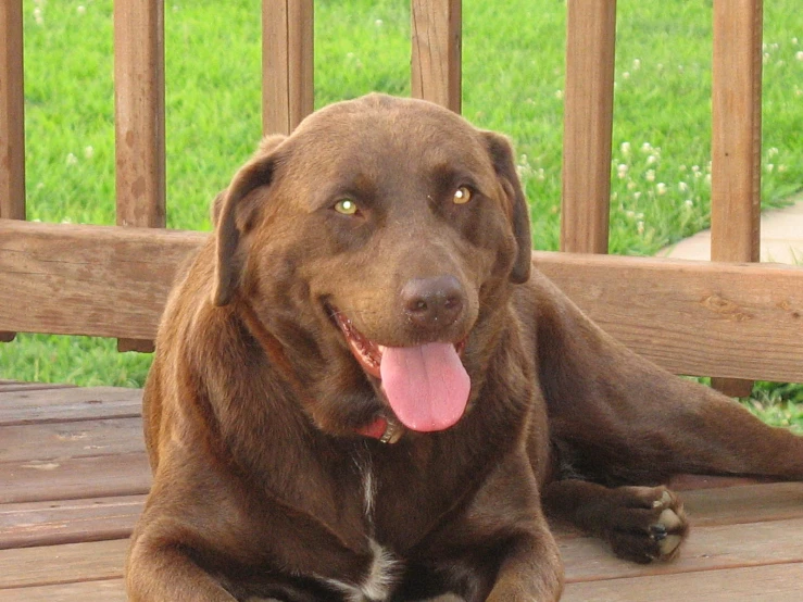 a big dog laying down on a deck