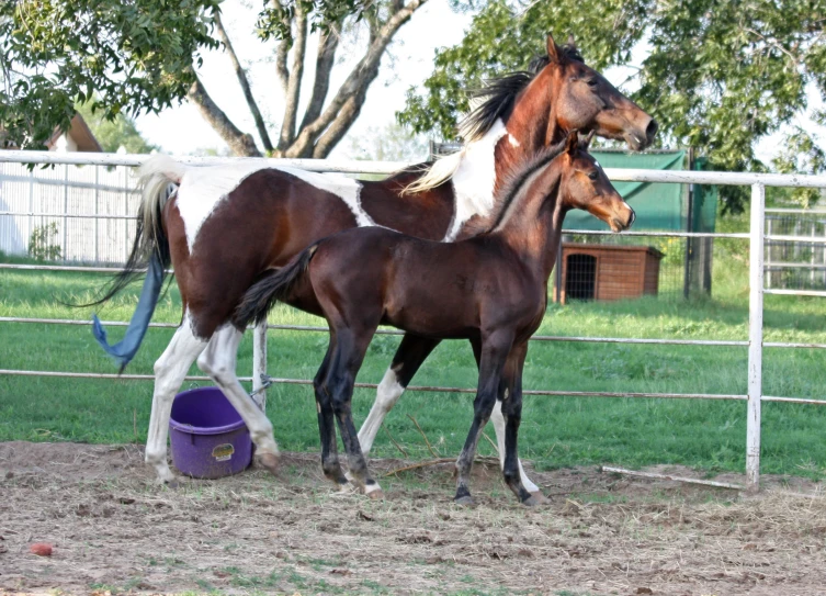 a horse that is standing next to another