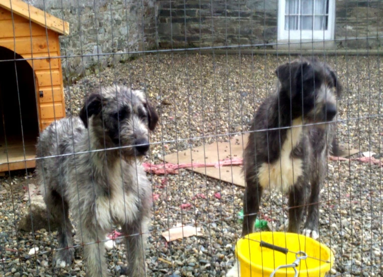 two dogs looking out from behind the fence at soing yellow