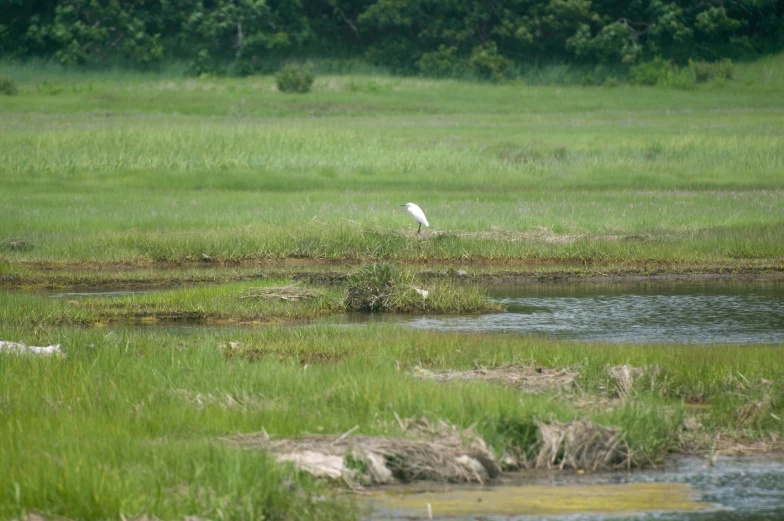 a lone bird standing by a stream in the grass