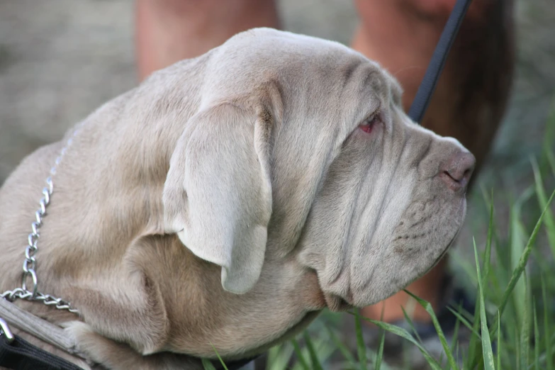 the dog is eating grass from his owner's hand