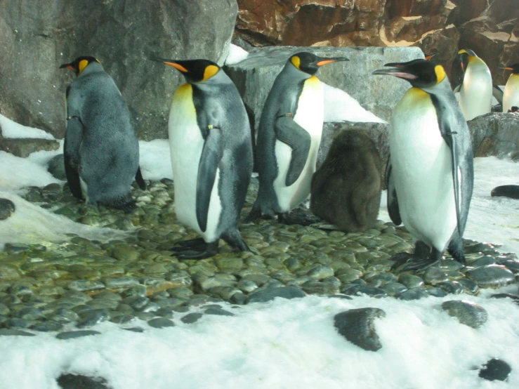 several penguins are walking on rocks together in the snow