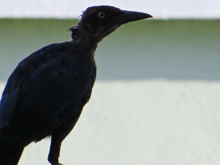 a large bird stands near a wall