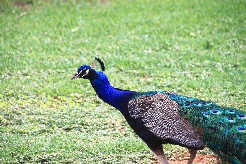 a blue peacock stands in a field with grass