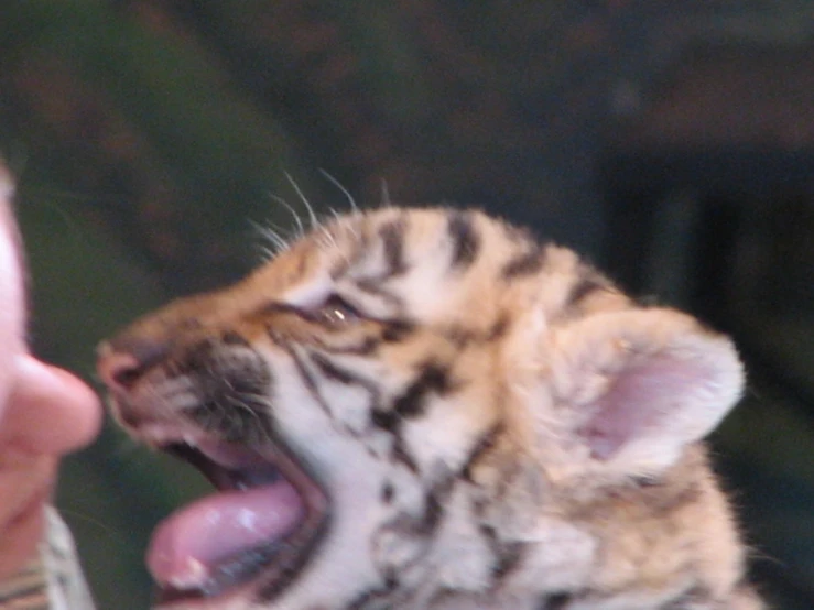 a man is feeding a tiger cub with his mouth