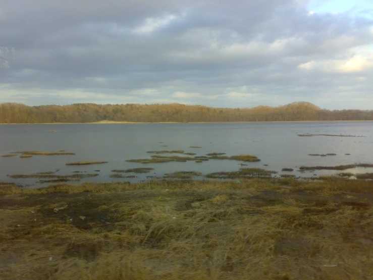 a field of weeds on the edge of a large body of water