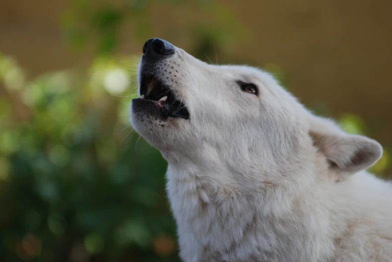 a white dog is roaring and looking up