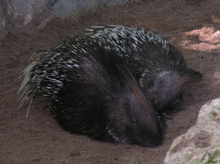 an animal in the dirt and rocks of a zoo