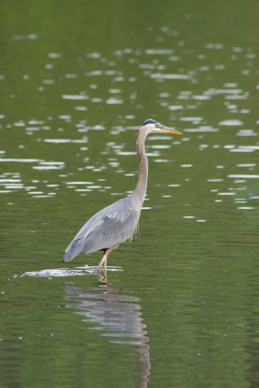 a tall bird standing in a body of water