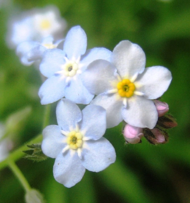 a group of blue and yellow flowers sitting on top of a green field