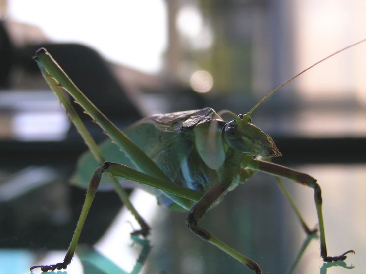 the grasshopper sits on a table top