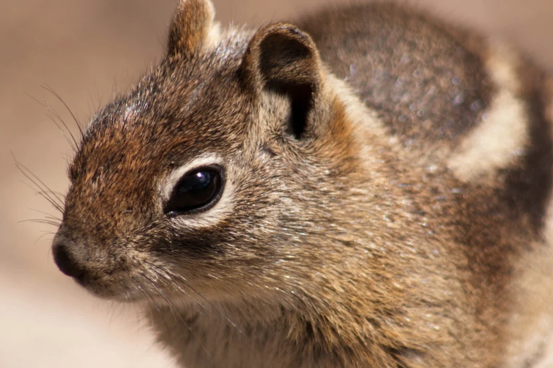 a small gray squirrel is looking over its shoulder