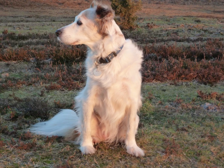 a dog that is sitting in the grass