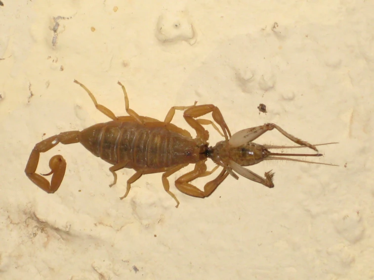 a large scorpion on the sand in a zoo