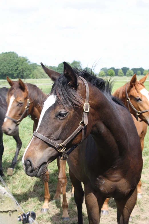 three horses standing in the grass facing off to the left