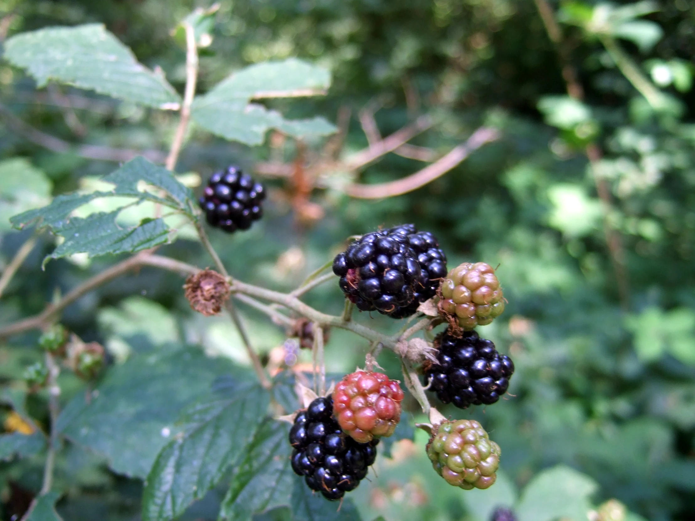 berries that are black and green on a tree