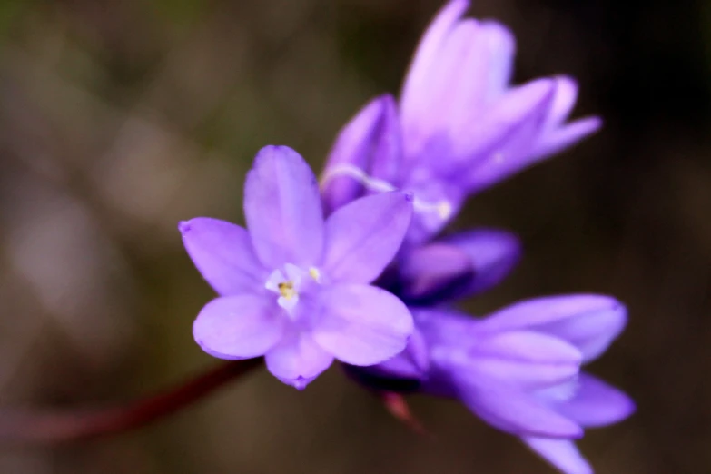 blue flowers in bloom that are slightly open