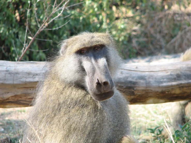 a large long - haired monkey sits in a field by a log