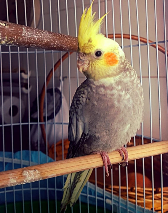 the bird is perched on the limb of a cage
