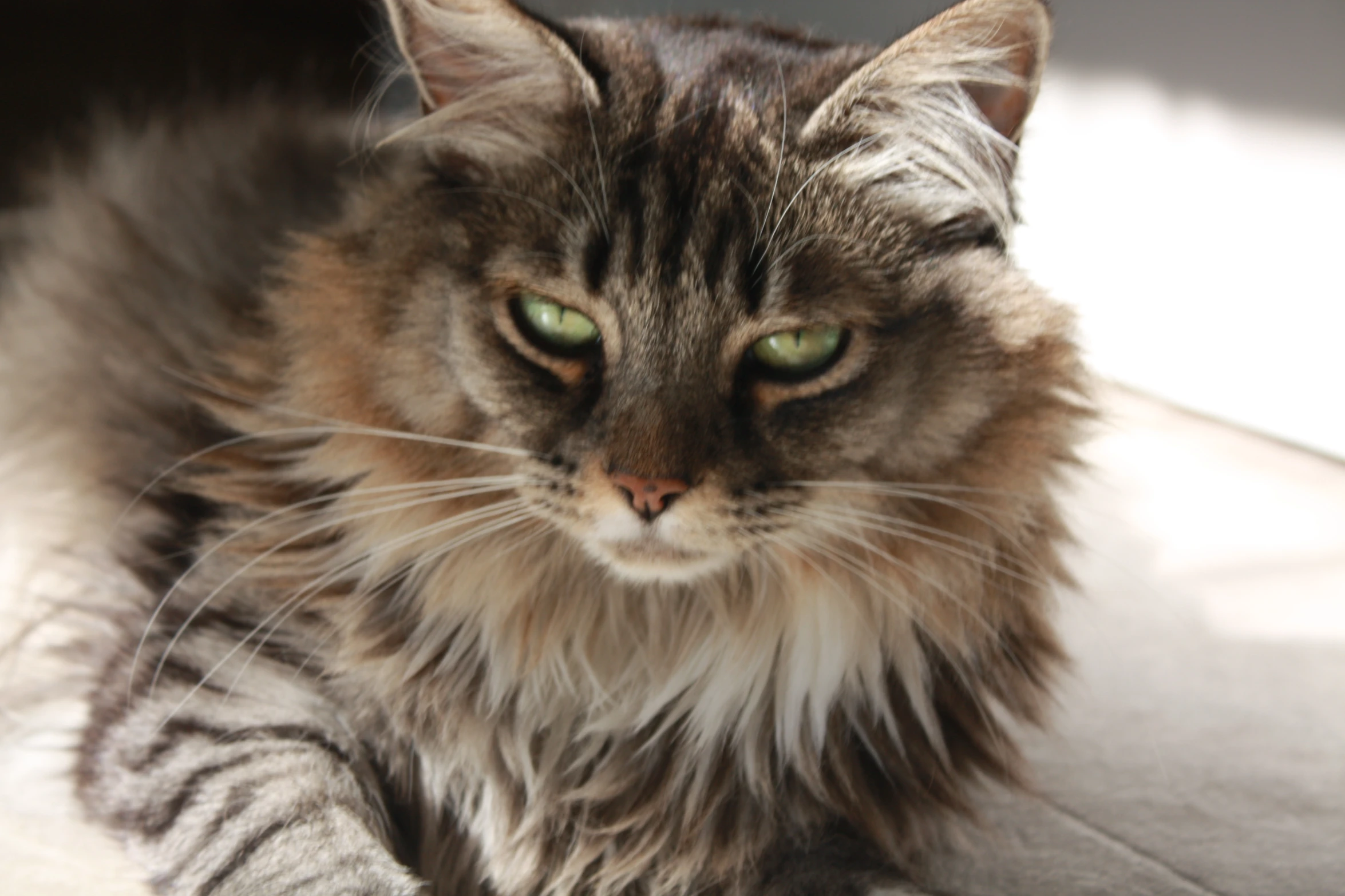 a cat sitting on the floor with green eyes