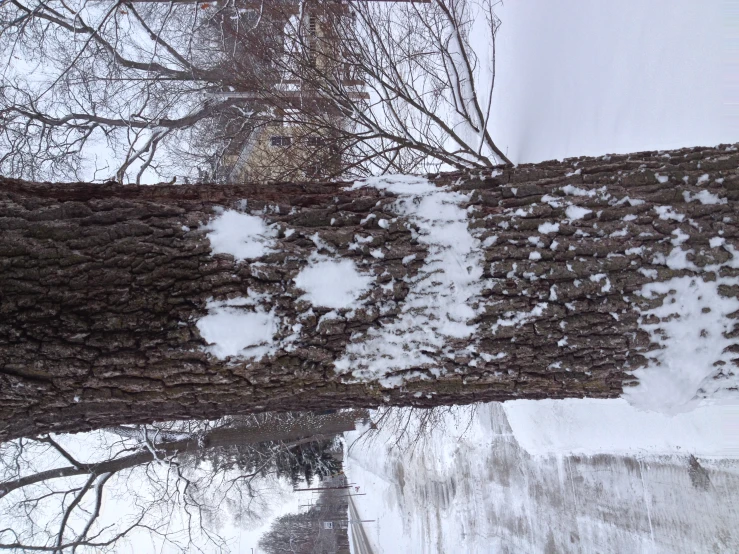 a face is seen carved into the trunk of a tree