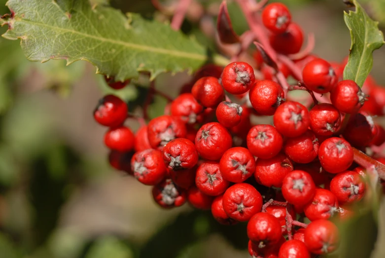 a bunch of red berries growing on a bush