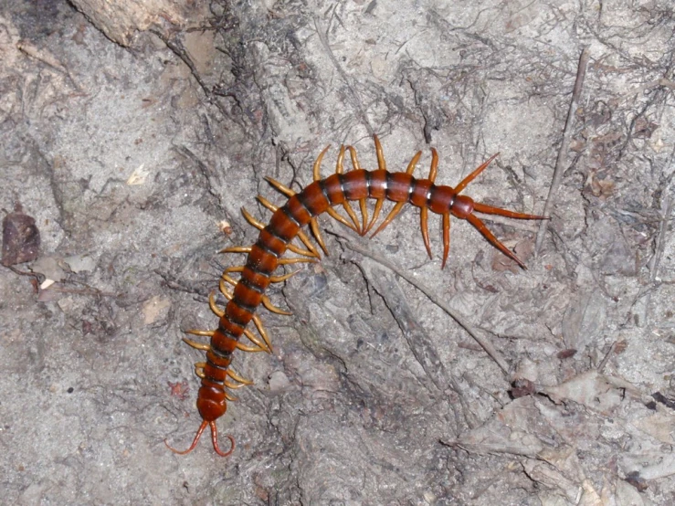 an image of a centipeus walking on a sidewalk