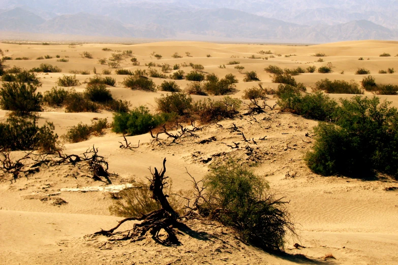 dry shrubs are placed at the bottom of a small sand dune