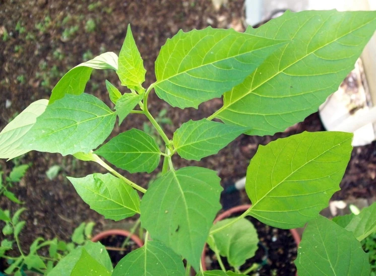 a plant with very thick leaves on it next to another plant