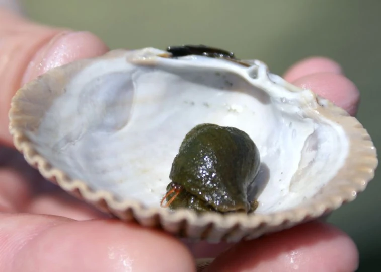 a frog that is sitting inside of a shell