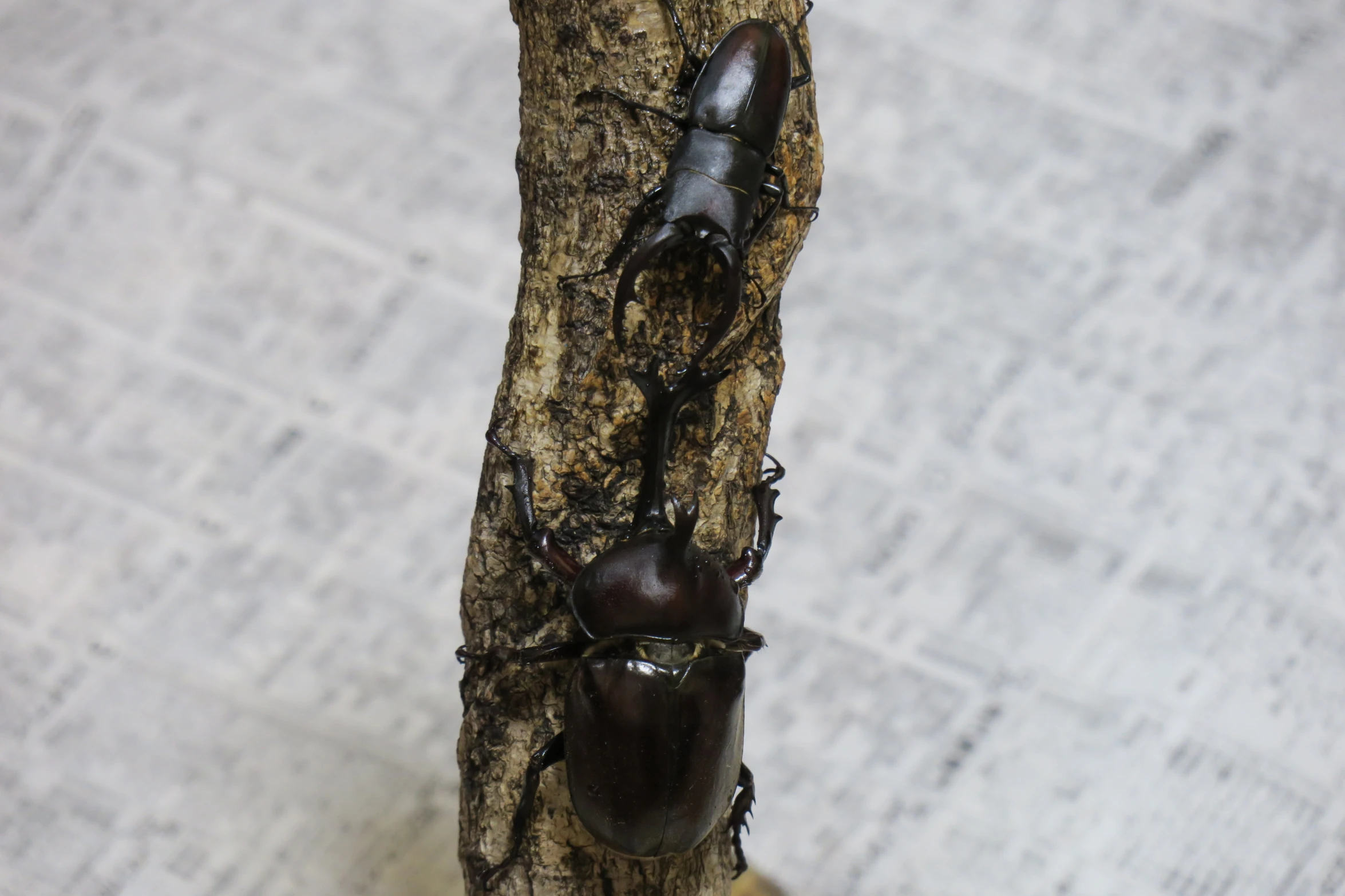 two brown beetles on the bark of a tree