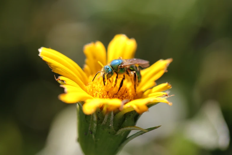 two flies on a yellow flower that is near a tree