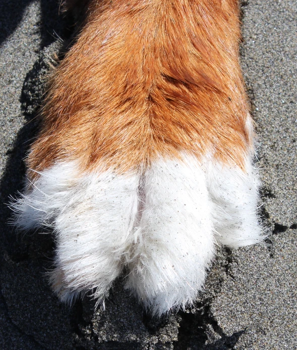 a close up of a furry animal's foot and legs