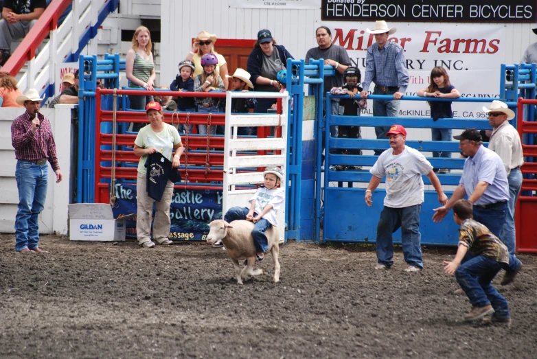 an image of a man herding cattle in a rodeo