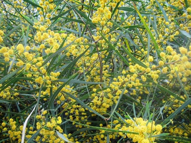 an image of plants with yellow flowers in the background