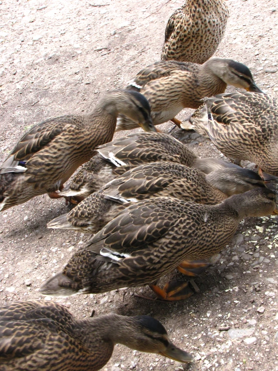 a group of ducks on concrete floor next to dirt