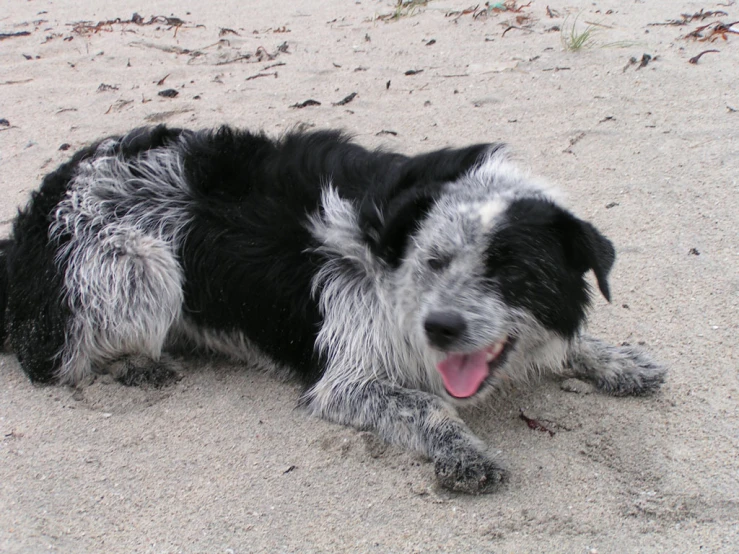 a black and gray dog with his tongue out laying on the sand