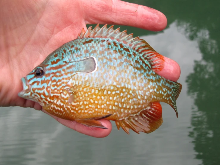 a person holding a blue and orange fish