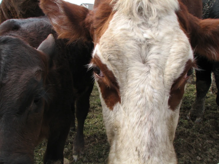 the group of cows are outside together looking at the camera