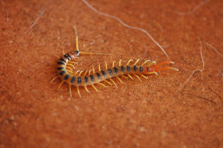 a close - up image of an insect with a yellow and black stripe on it