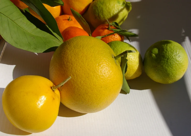 lemons, limes, and tangerines with leaves