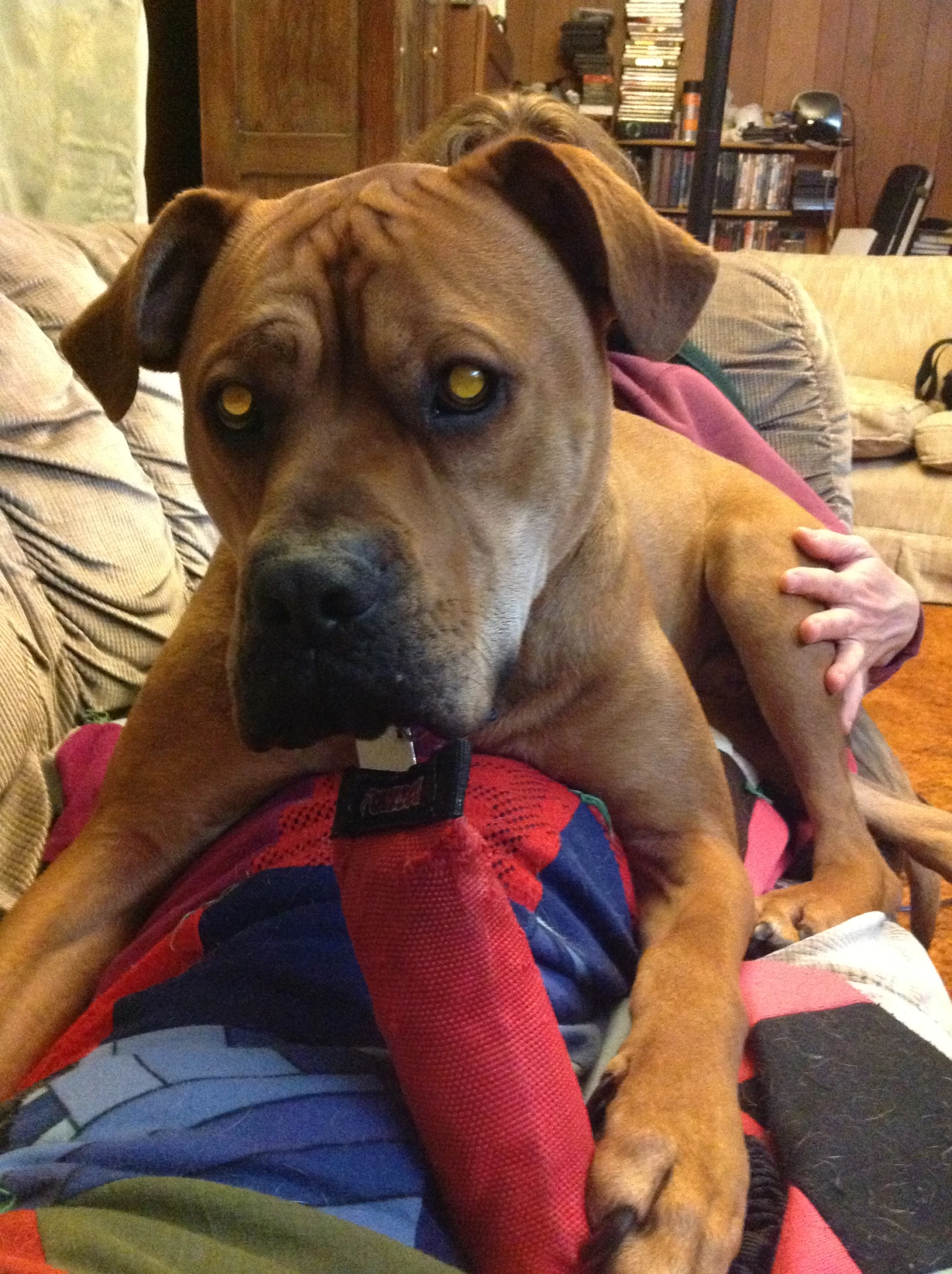 a dog is sitting in a bed with a person holding its leg