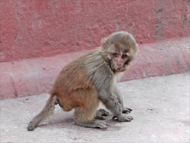 the monkey is standing on the ground with it's feet up