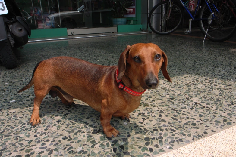 a dog that is standing on some cement