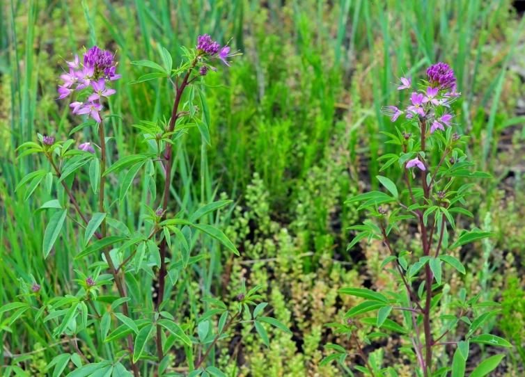 two purple flowers in a grassy meadow with green