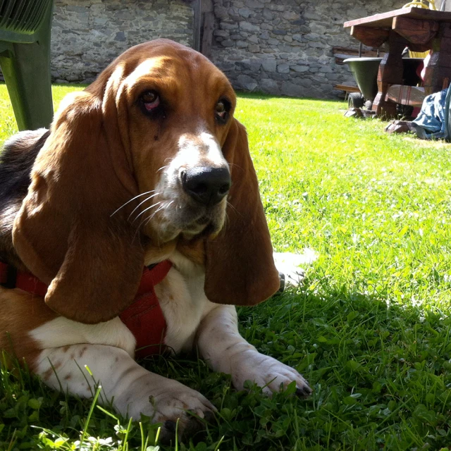 a dog laying in grass with a red collar on